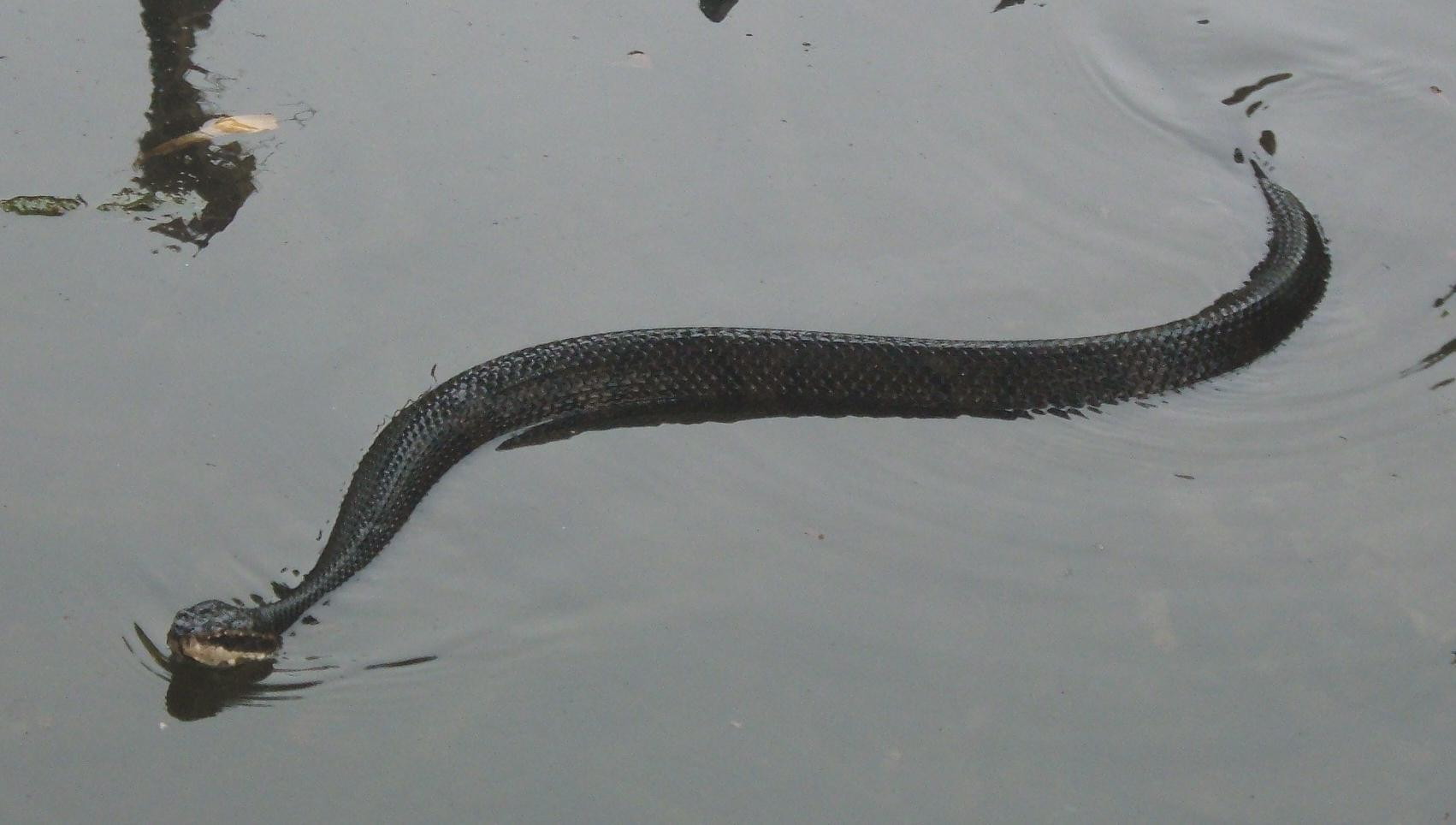 Cottonmouth in Water