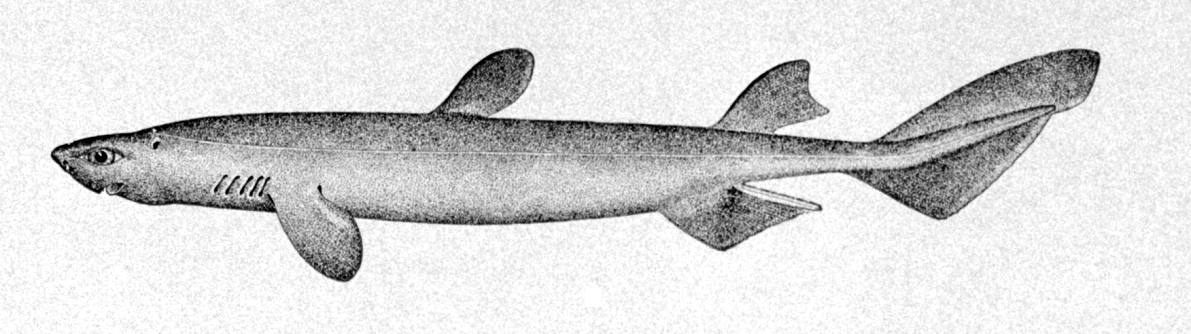 dogfish shark skeleton. a species of dogfish shark